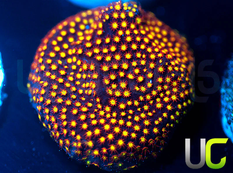 UC Flamethrower Stylo