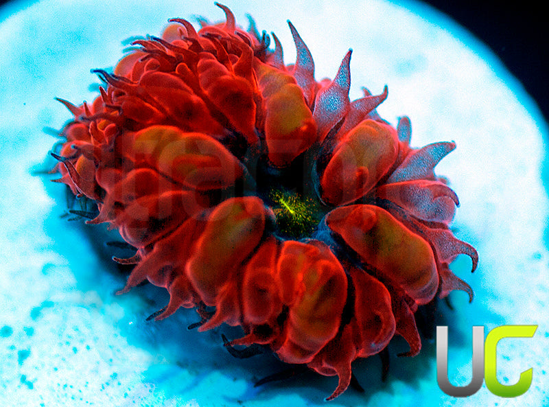 UC Blue Ravens Blastos