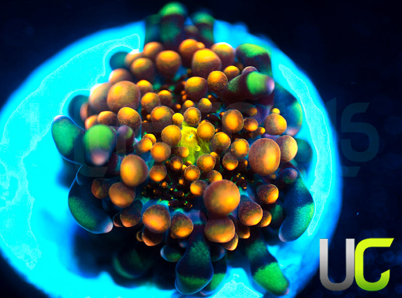 UC Lollipop Yuma Ricordea