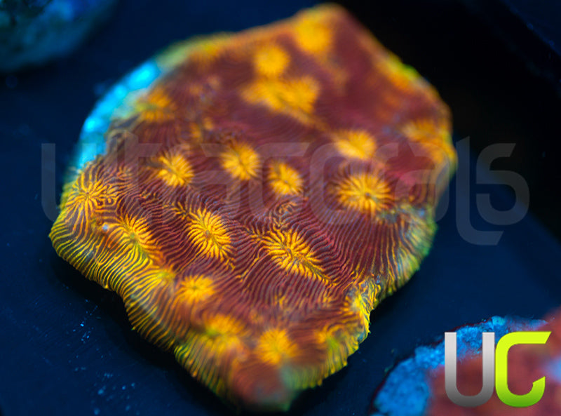 UC Sun Goddess Lepto