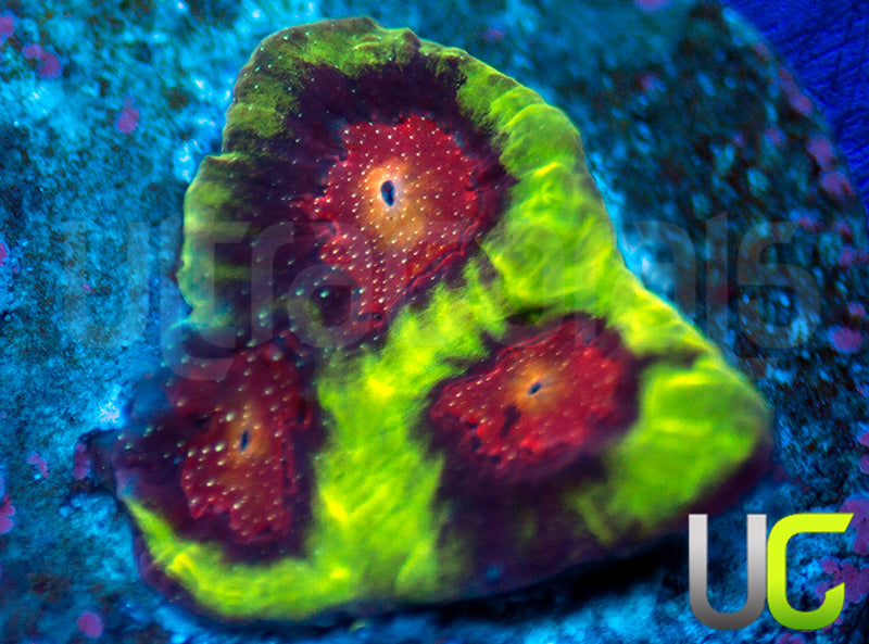 CB Tropic Thunder Favites