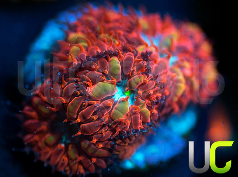 UC Blue Raven Blastos