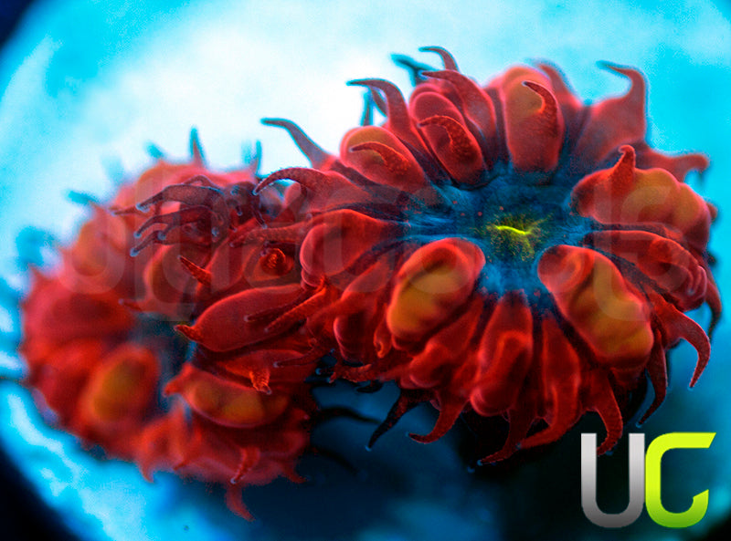 UC Blue Ravens Blastos