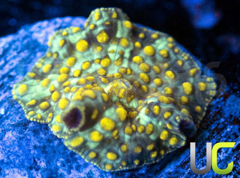 UC Yellow Spot Mushroom