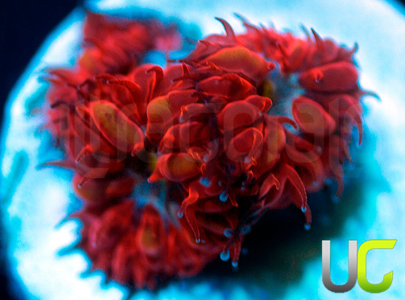 UC Blue Ravens Blastos