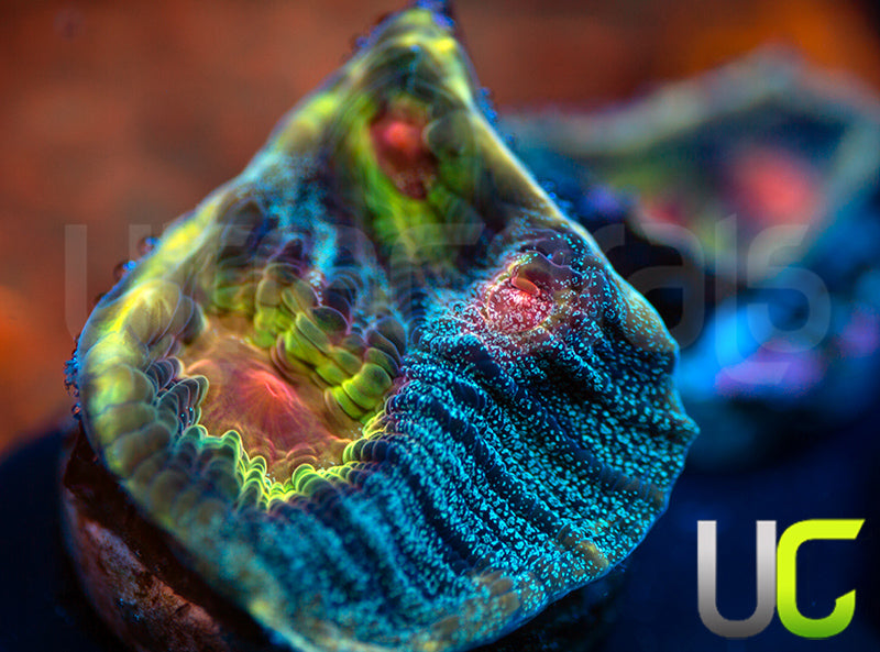 UC Cosplay Mycedium Chalice