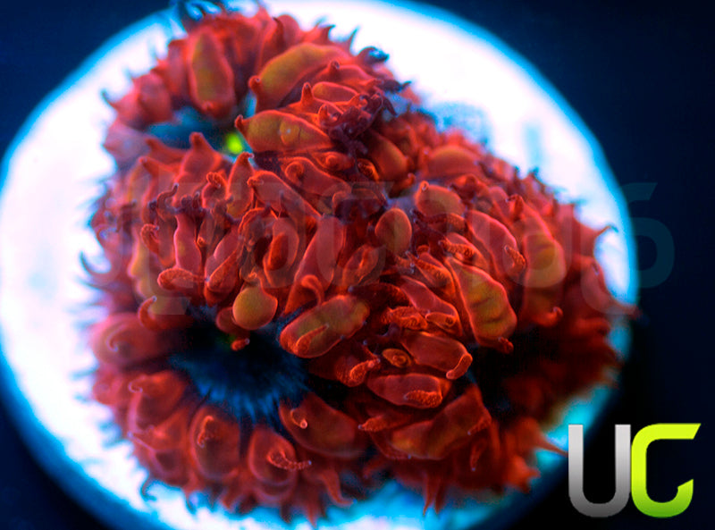 UC Blue Ravens Blastos