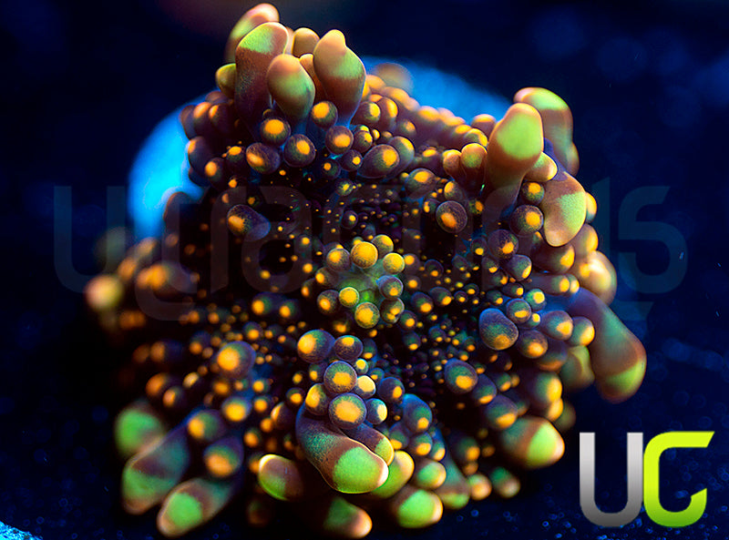 UC Lollipop Yuma Ricordea