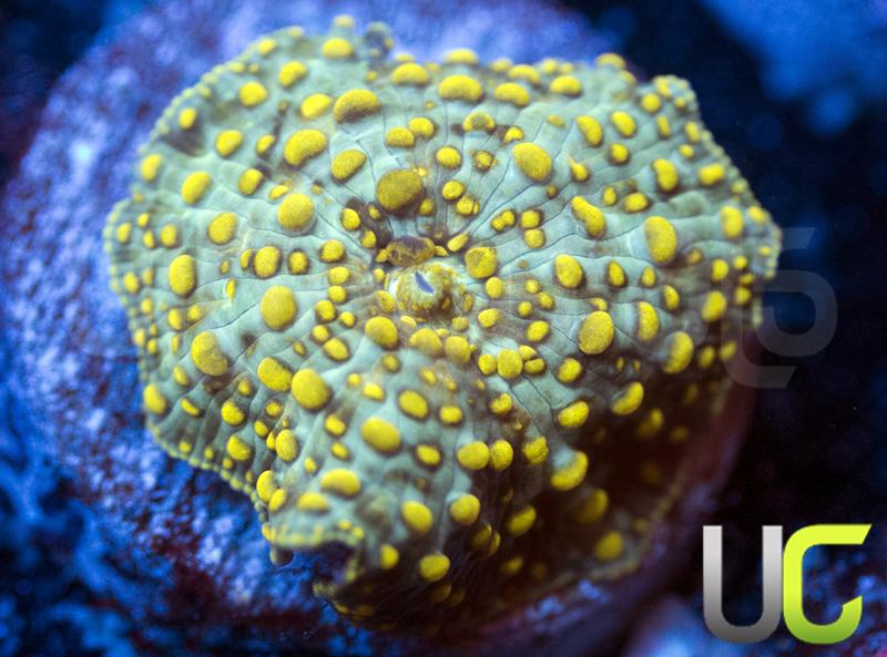 UC Yellow Spot Mushroom