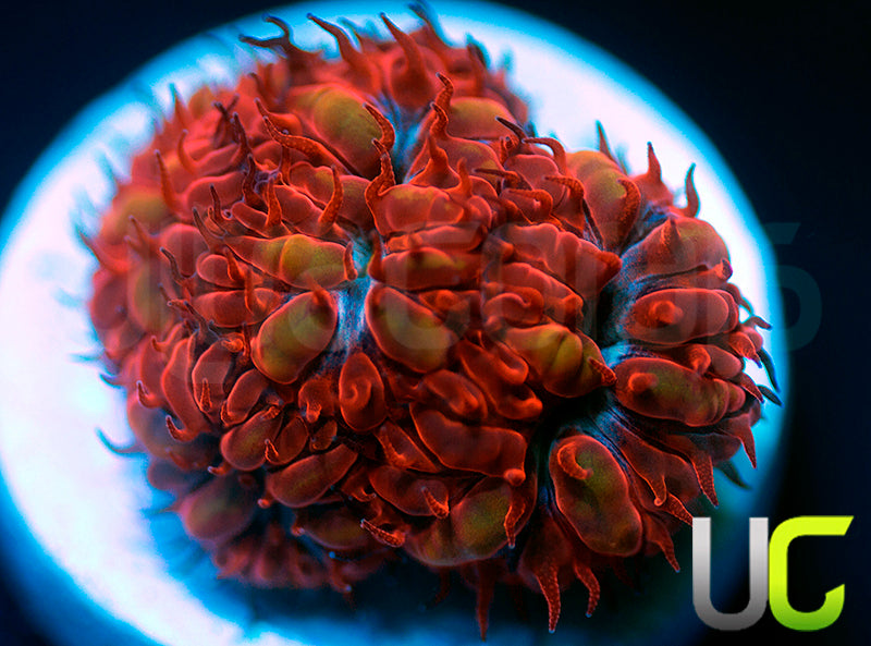 UC Blue Ravens Blastos