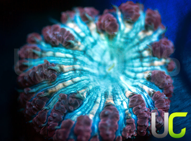 UC Wonder Woman Blasto