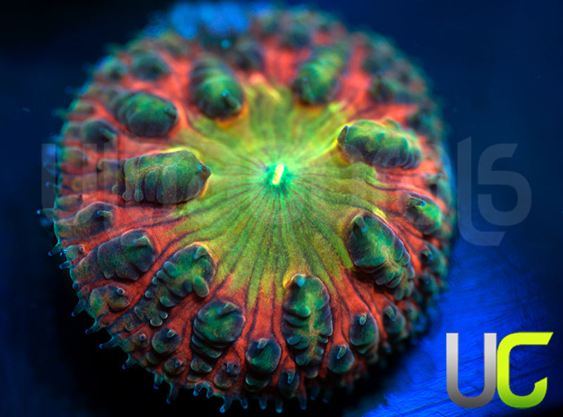 BSA TT Twister Blasto