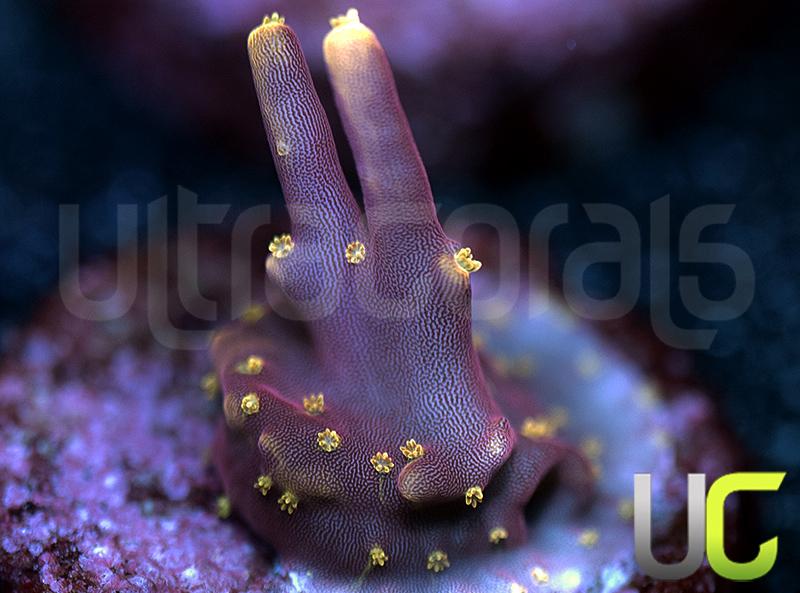 WWC Little Red Ferrari Acro