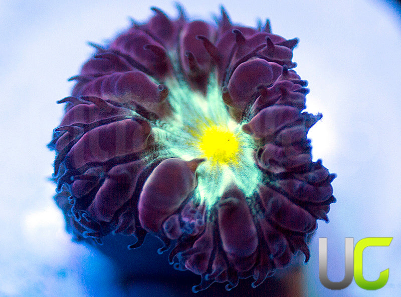 NEW RELEASE: UC Rocketman Blasto