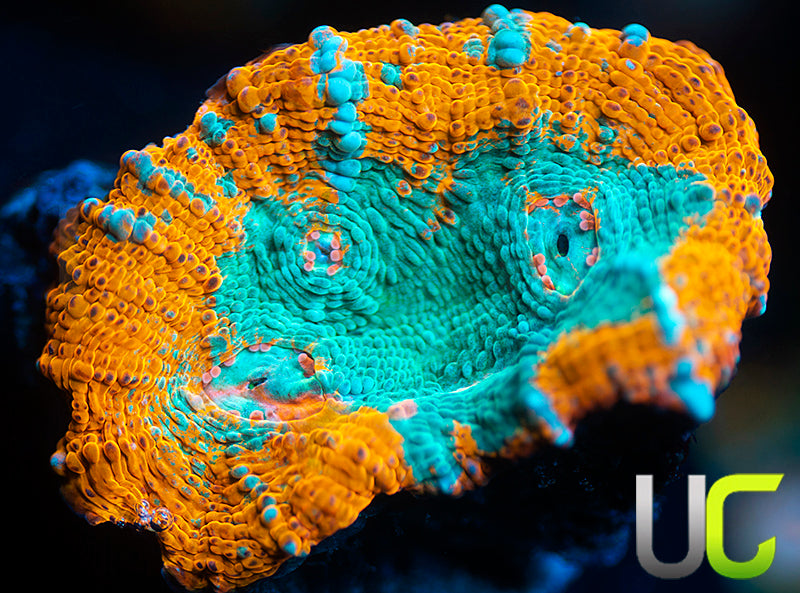 UC Blue Legion Chalice