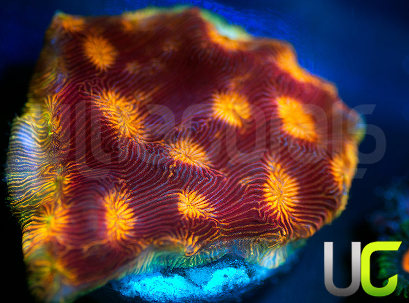 UC Sun Goddess Lepto