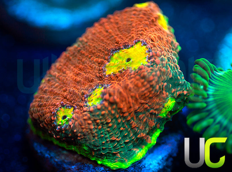 Ultra Watermelon Chalice