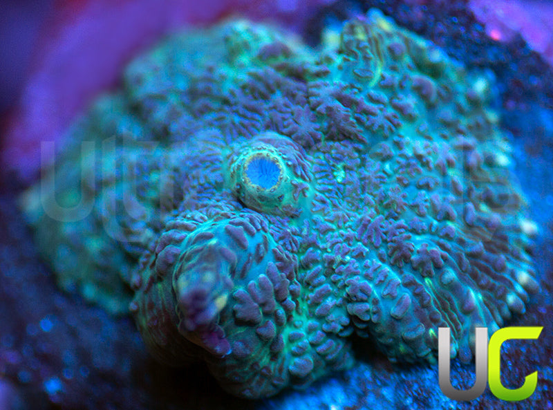 UC Purple Empress Mushroom