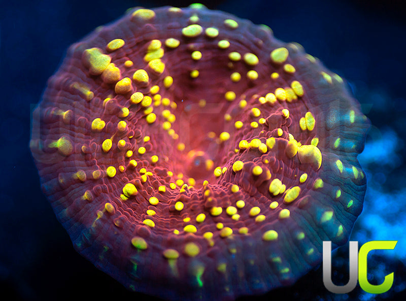 JF Gold Meister Chalice