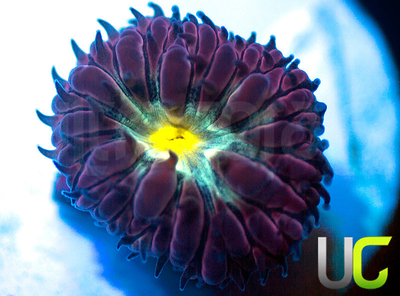 NEW RELEASE: UC Rocketman Blasto