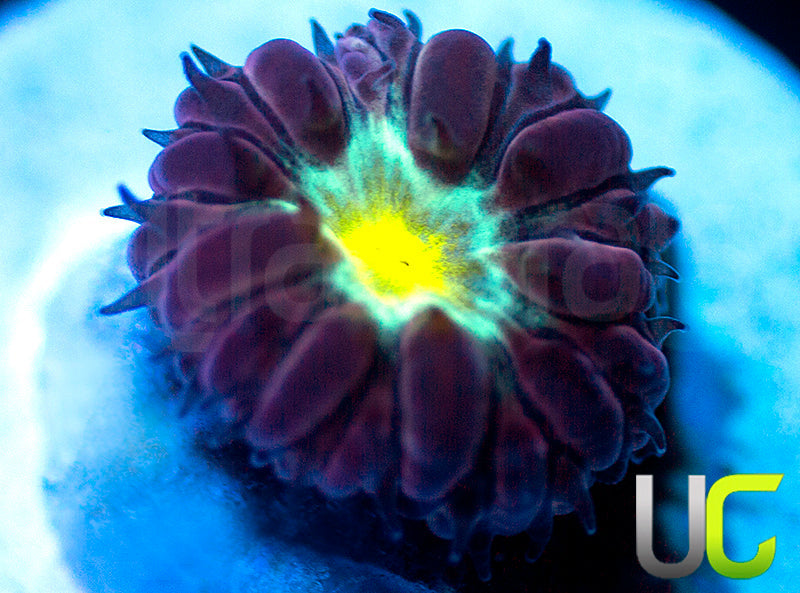 NEW RELEASE: UC Rocketman Blasto