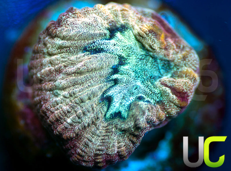 NEW RELEASE: UC Sharp Shooter Favia