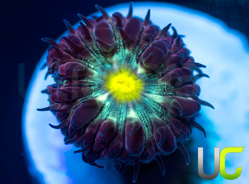 NEW RELEASE: UC Rocketman Blasto