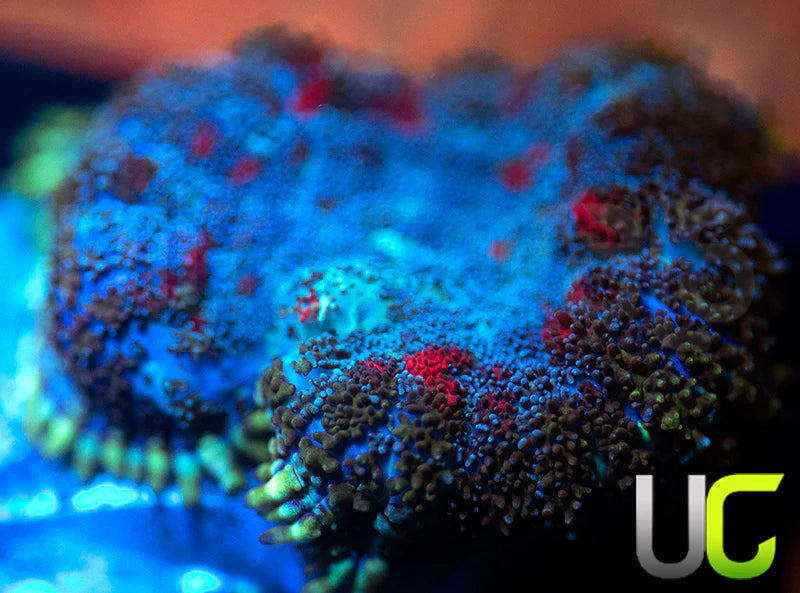 UC High Roller Mushroom