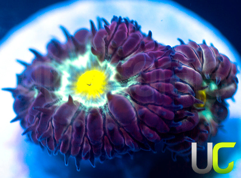 NEW RELEASE: UC Rocketman Blasto