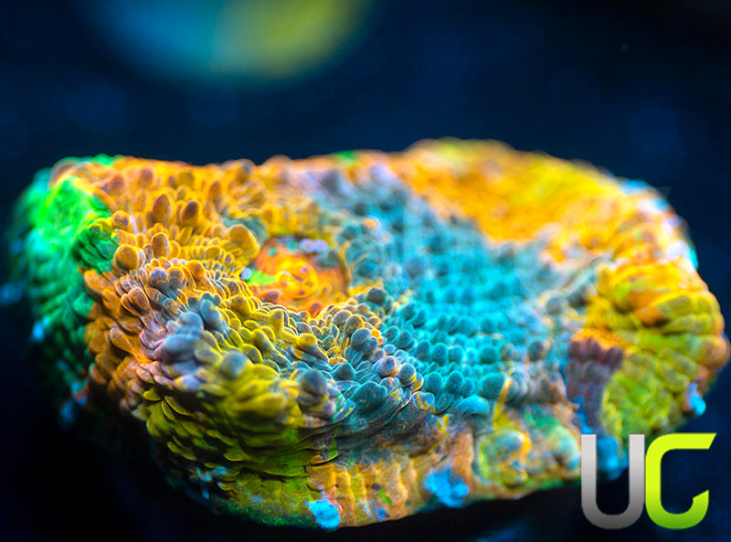 UC Pop Rocks Chalice