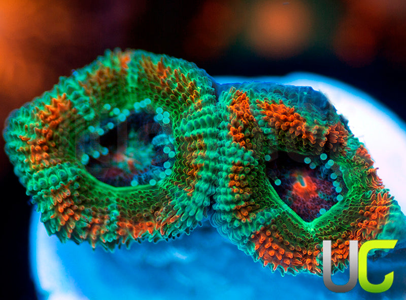 NEW RELEASE: UC Carousel Micro Amakusensis