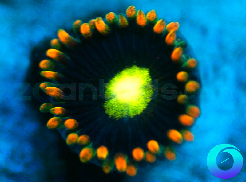 NEW RELEASE: Special Ops