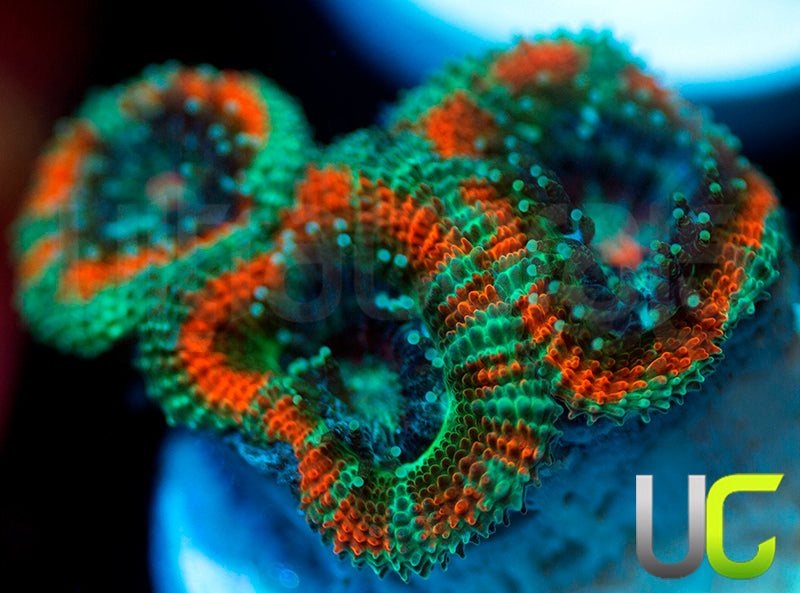 NEW RELEASE: UC Carousel Micro Amakusensis