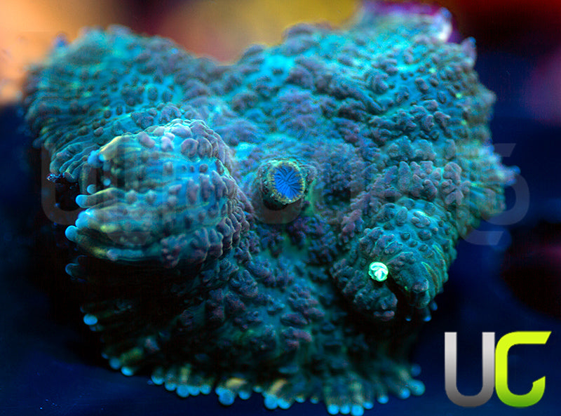 UC Purple Empress Mushroom