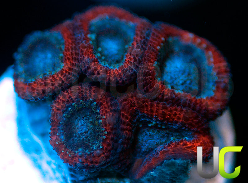 NEW RELEASE: UC Superhero Micro Amakusensis