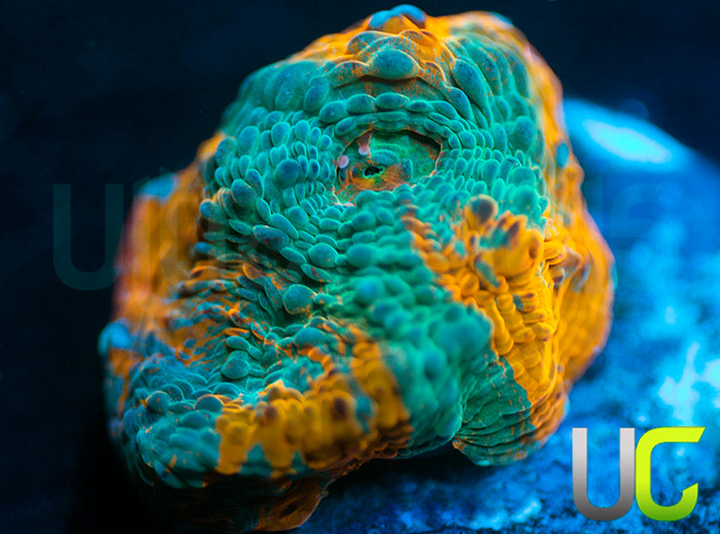 UC Blue Legion Chalice