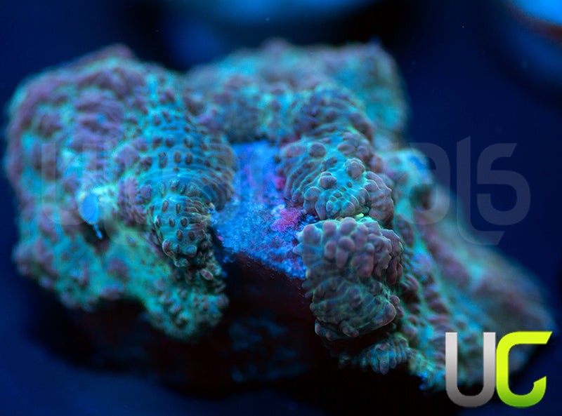 UC Purple Empress Mushroom