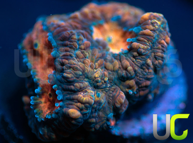 Purple Rain Platygyra