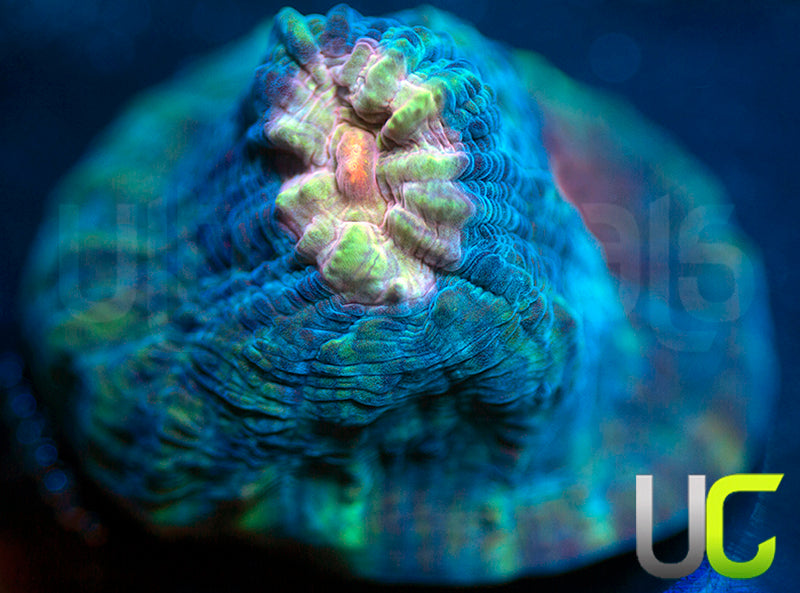 UC Dream Boat Mycedium Chalice