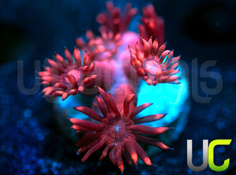 UR Radioactive Plum Goni