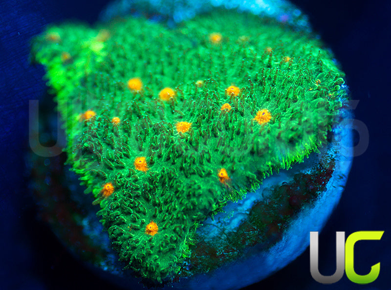 CC Smashing Pumpkins Psammocora