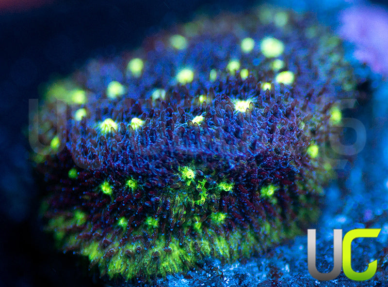 UC Nuclear Constellation Psammocora