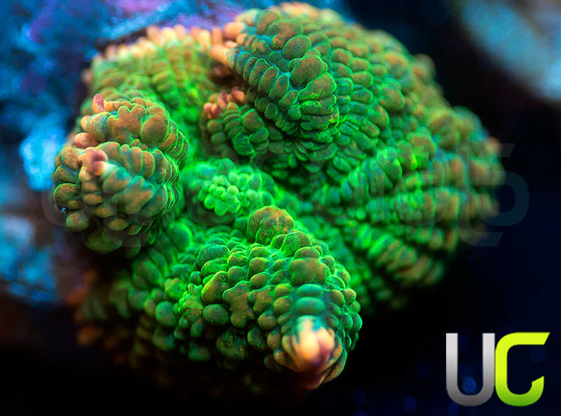 UC Pop Fizz Mushroom