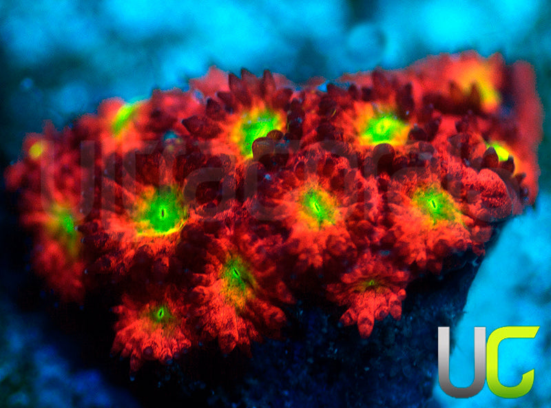 UC Sweet Tart Madracis