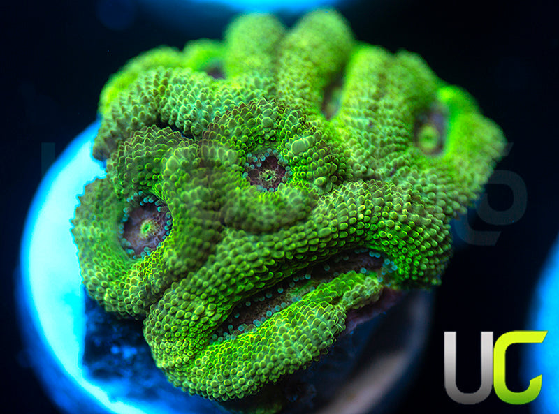 NEW RELEASE: UC Pink Flamingo Micro Amakusensis