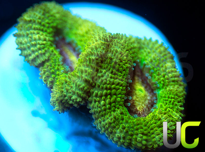 NEW RELEASE: UC Pink Flamingo Micro Amakusensis