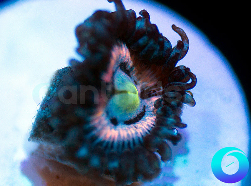 CC Pink Constellation