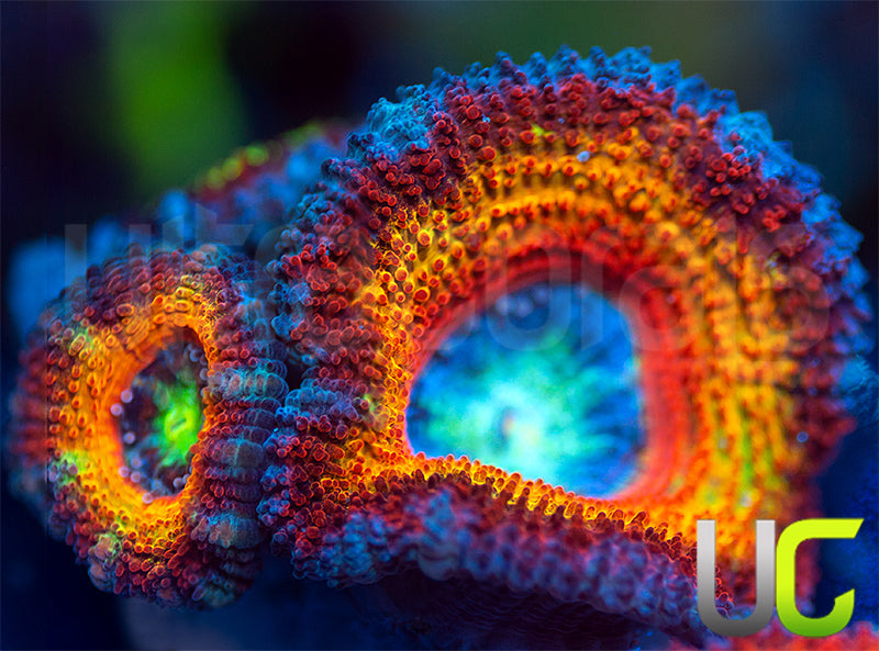 UC Blue Mystique Micro Lord