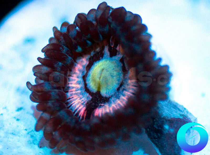 CC Pink Constellation