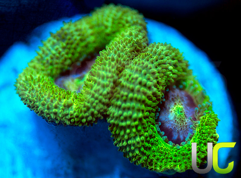 NEW RELEASE: UC Pink Flamingo Micro Amakusensis